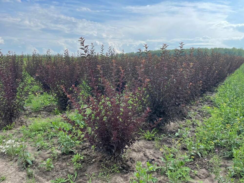 Пузыреплодник калинолистный Диаболо (Physocarpus opulifolius 'Diabolo')