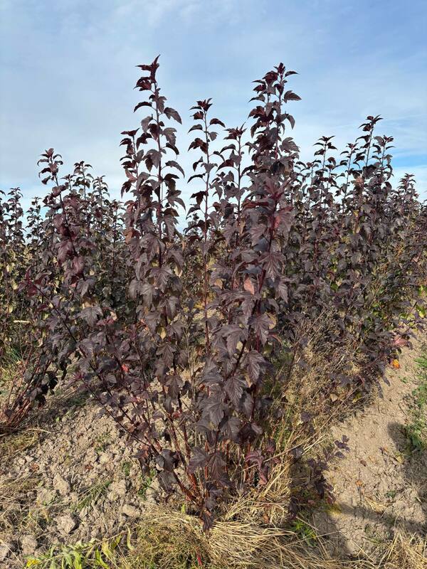 Пузыреплодник калинолистный Диаболо (Physocarpus opulifolius 'Diabolo')