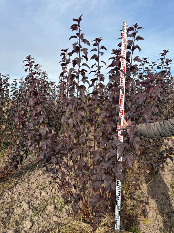 Пузыреплодник калинолистный Диаболо (Physocarpus opulifolius 'Diabolo')