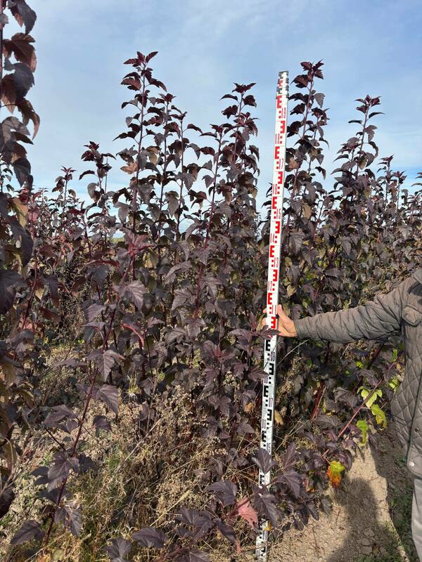 Пузыреплодник калинолистный Диаболо (Physocarpus opulifolius 'Diabolo')
