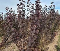 Пузыреплодник калинолистный Диаболо (Physocarpus opulifolius 'Diabolo')