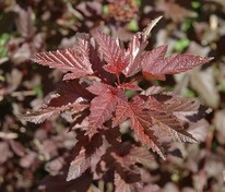 Пузыреплодник калинолистный Леди ин Ред (Physocarpus opulifolius 'Lady in Red')