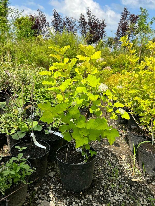 Пузыреплодник калинолистный Лютеус (Physocarpus opulifolius 'Luteus')