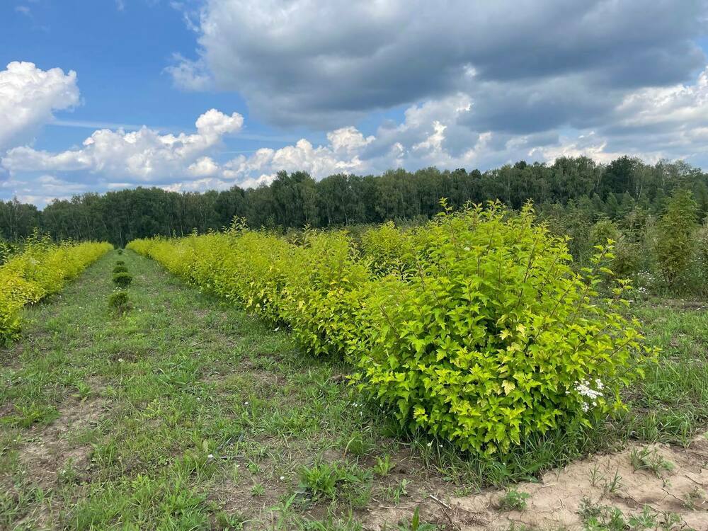 Пузыреплодник калинолистный Лютеус (Physocarpus opulifolius 'Luteus')
