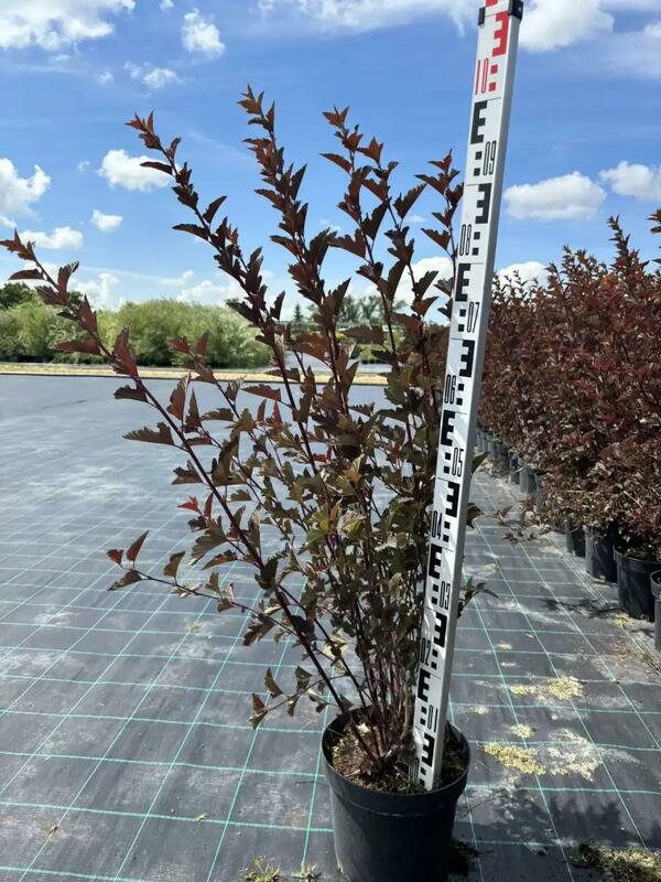 Пузыреплодник калинолистный Ред Барон (Physocarpus opulifolius 'Red Baron')