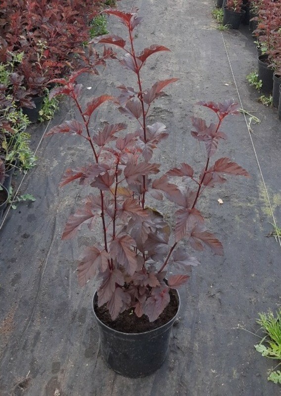 Пузыреплодник калинолистный Ред Барон (Physocarpus opulifolius 'Red Baron')