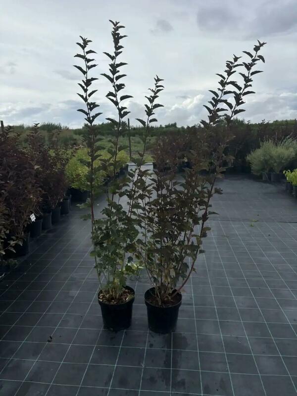 Пузыреплодник калинолистный Ред Барон (Physocarpus opulifolius 'Red Baron')