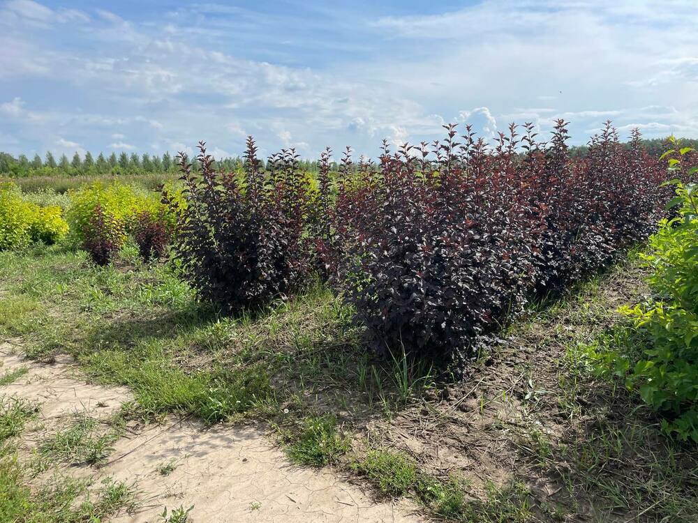 Пузыреплодник калинолистный Ред Барон (Physocarpus opulifolius 'Red Baron')