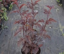 Пузыреплодник калинолистный Ред Барон (Physocarpus opulifolius 'Red Baron')