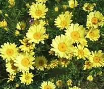 Пупавка гибридная Е.С. Бакстон (Anthemis x hybrida 'E.C. Buxton')