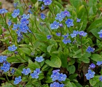 Пупочник весенний (Omphalodes verna)
