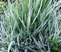 Райграс бульбоносный (Arrhenatherum elatius subsp. bulbosum)