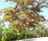 Робиния Маргариты Каске Руж (Robinia margarettae 'Casque Rouge')