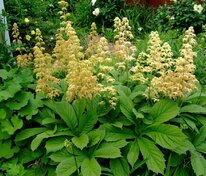 Роджерсия конскокаштанолистная (Rodgersia aesculifolia)