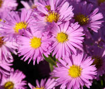 Астра кустарниковая Пинк Бьюти (Symphyotrichum dumosum 'Pink Beauty')