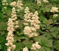 Роджерсия перистая Элеганс (Rodgersia pinnata 'Elegans')