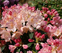 Рододендрон Перси Вайсман (Rhododendron 'Percy Wiseman')