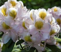 Рододендрон Мадам Массон (Rhododendron 'Madame Masson')