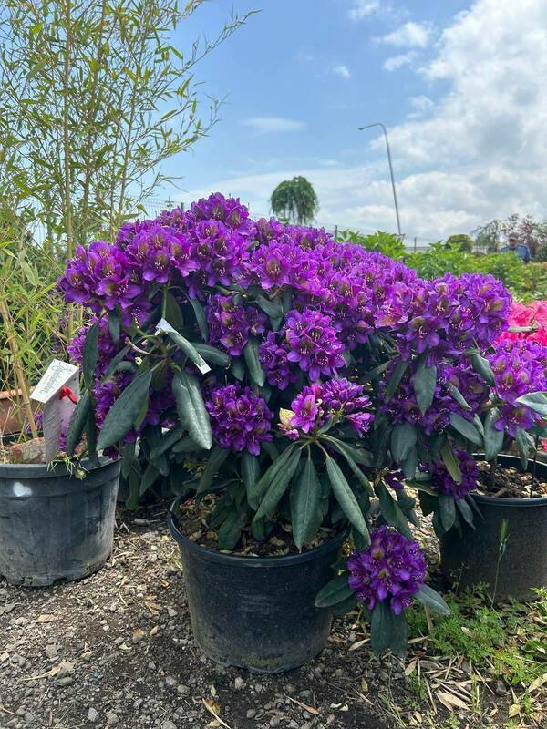 Рододендрон Марсель Менар (Rhododendron 'Marcel Menard')