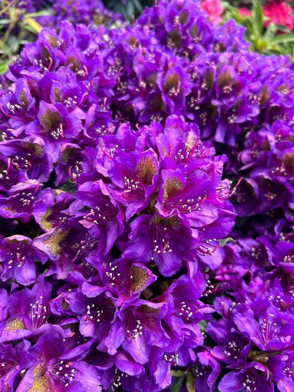 Рододендрон Марсель Менар (Rhododendron 'Marcel Menard')