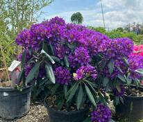 Рододендрон Марсель Менар (Rhododendron 'Marcel Menard')