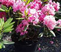Рододендрон гибридный Германия (Rhododendron 'Germania')