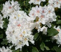 Рододендрон гибридный "Cunningham’s White" (Каннингемс Уайт)
