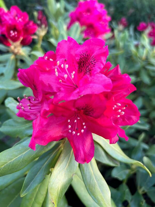 Рододендрон гибридный Нова Зембла (Rhododendron 'Nova Zembla')