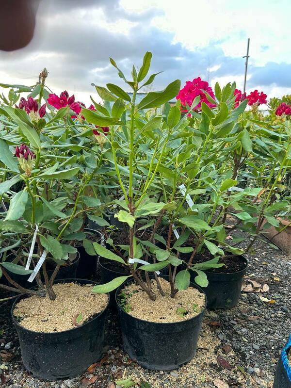 Рододендрон гибридный Нова Зембла (Rhododendron 'Nova Zembla')