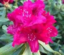 Рододендрон гибридный Нова Зембла (Rhododendron 'Nova Zembla')