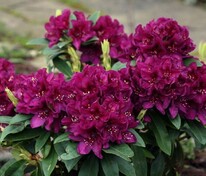 Рододендрон гибридный Поларнахт (Rhododendron 'Polarnacht')