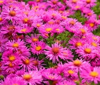 Астра кустарниковая Элис Хэслем (Symphyotrichum dumosum 'Alice Haslam')