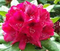 Рододендрон гибридный Лорд Робертс (Rhododendron 'Lord Roberts')