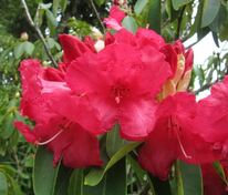 Рододендрон гибридный Маркитас Прайз (Rhododendron 'Markeeta's Prize')