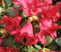 Рододендрон плотный Скарлет Вондер (Rhododendron impeditum 'Scarlet Wonder')