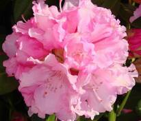 Рододендрон якушиманский Силбервоке (Rhododendron yakushimanum 'Silberwolke')