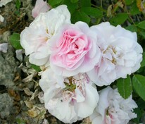 Роза канадская парковая Мартин Фробишер (Rosa 'Martin Frobisher')