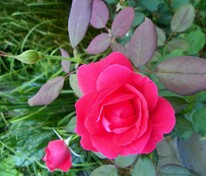 Роза канадская парковая Виннипег Паркс (Rosa 'Winnipeg Parks')