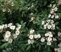 Роза многоцветковая (Rosa multiflora)