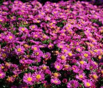 Астра кустарниковая Аннеке (Symphyotrichum dumosum 'Anneke')