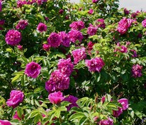 Роза морщинистая "Rosa rugosa"