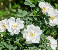 Роза ругоза Альба (Rosa rugosa 'Alba')