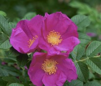Роза ругоза Рубра (Rosa rugosa 'Rubra')