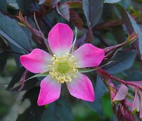 Роза сизая (Rosa glauca)