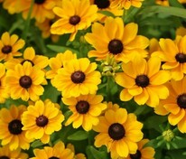 Рудбекия Тото Голд (Rudbeckia hirta 'Toto Gold')