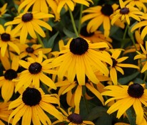 Рудбекия блестящая (Rudbeckia fulgida)