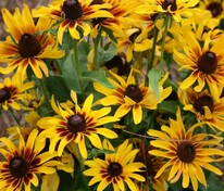 Рудбекия гигантская (Rudbeckia maxima)