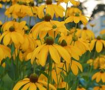 Рудбекия глянцевитая Хербстсонне (Rudbeckia nitida 'Herbstsonne')