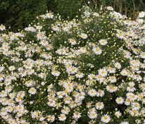 Астра кустарниковая Аполло (Symphyotrichum dumosum 'Apollo')