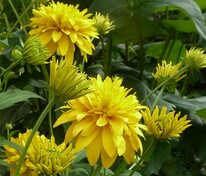Рудбекия рассеченная (Rudbeckia laciniata)